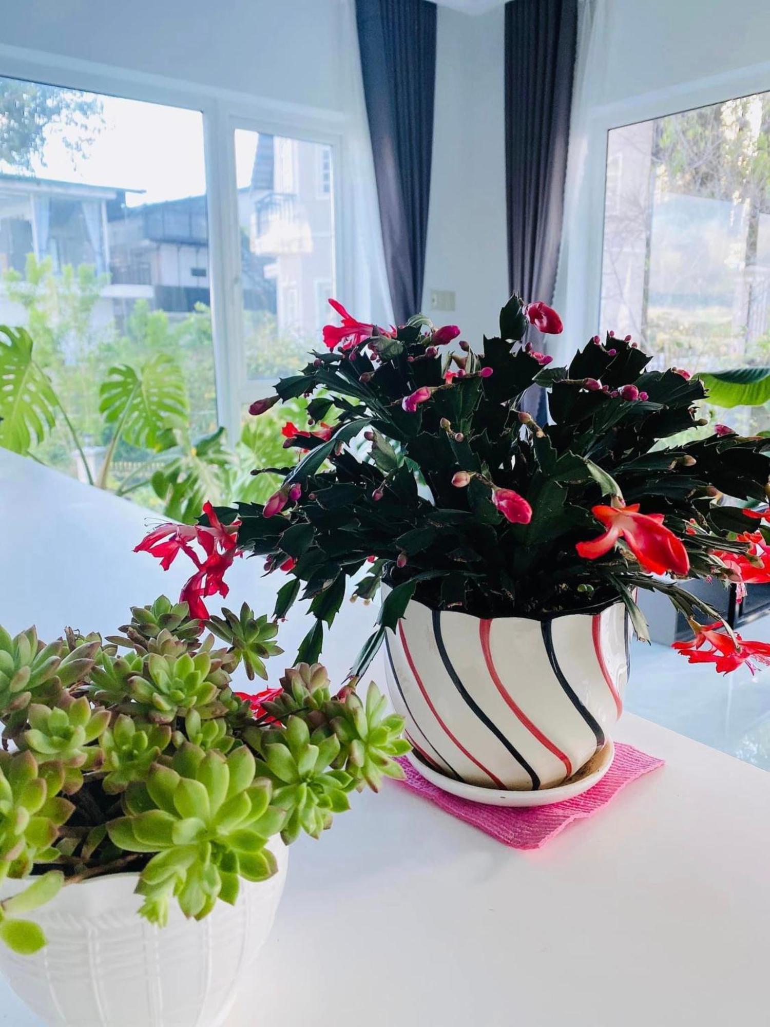 Rose House Apartman Da Lat Kültér fotó
