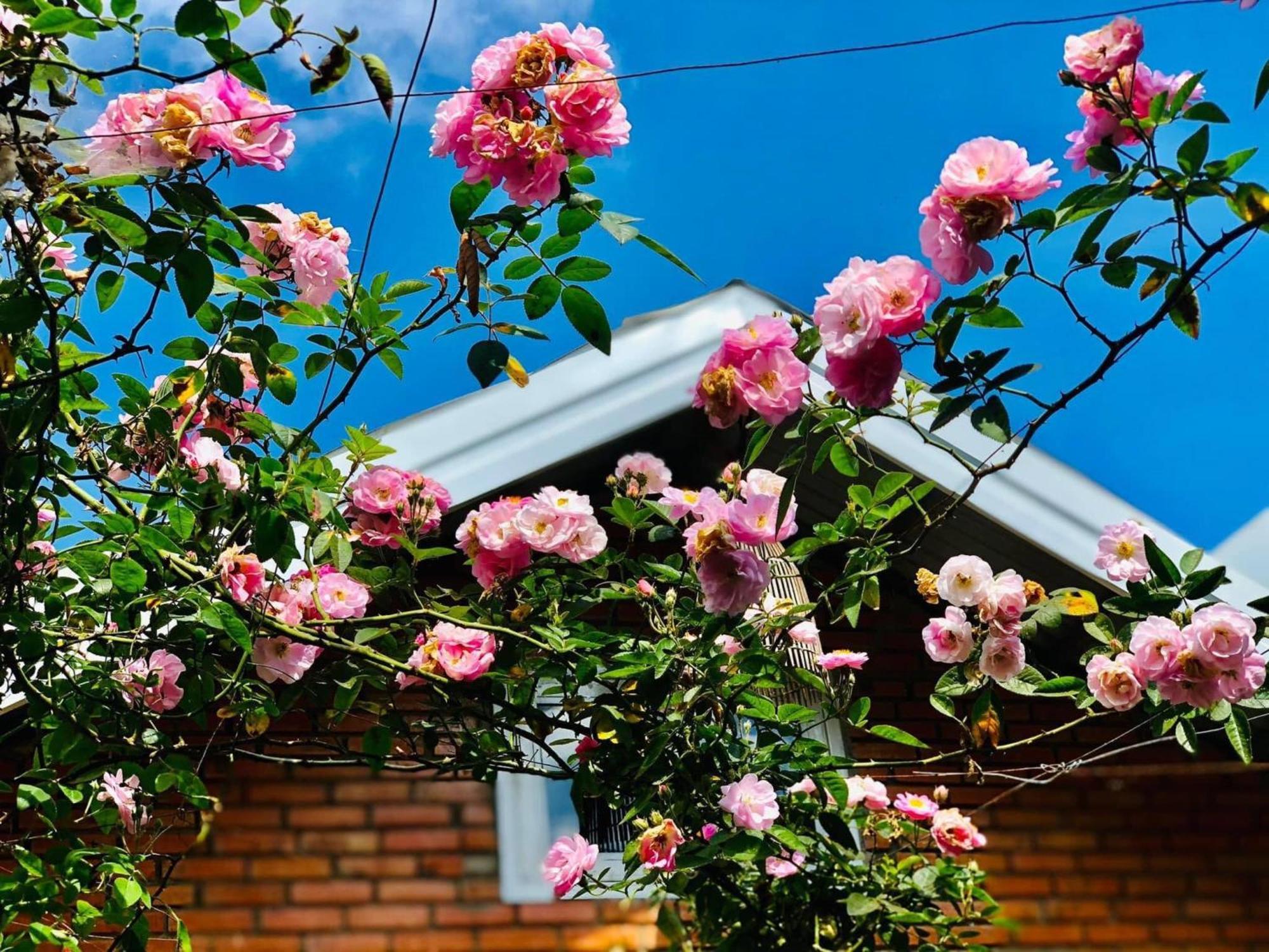 Rose House Apartman Da Lat Kültér fotó